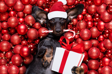 christmas santa claus dog and xmas balls or baubles as background