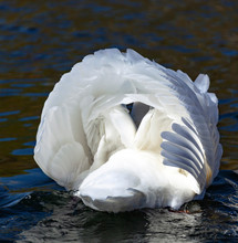 White Swan On The Water With Beautifully Folded Plumage