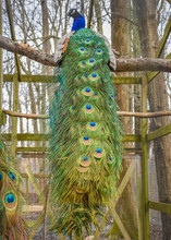 Peacock Roosting With LONG Tail Feathers