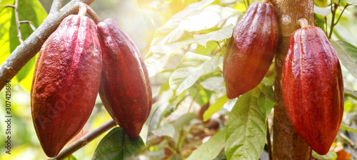 Fotomural Fruits of ripe cocoa in the rainforest