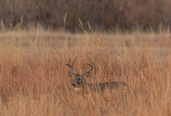 Canvas Print - Whitetail Deer Buck in Tall Grass in the Fall Rut