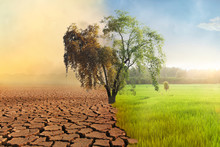 Climate Change, A Drying Tree With Air Pollution And Green Grass With Beautiful Sunlight Sky Metaphor World Nature Disaster And Global Warming Concept.