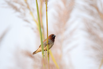 Scaly breasted Munia