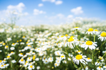 Field chamomiles flowers closeup. Beautiful nature scene with blooming medical chamomiles in sun day