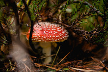 Beautiful Big Amanita With Shiny Red Hat In Dark Grass Under Tree Branches