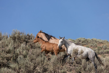 Sticker - Wild Horses in the Sand Wash Basin Colorado in Summer