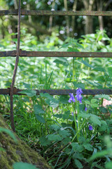 Bluebell isolated against nettles and rusty metal fence in a meadow