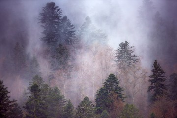 Poster - Breathtaking scenery of a beautiful tree forest enveloped in fog - great for a cool wallpaper