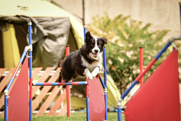 Dog black and white border collie is jumping over the hurdles. Amazing day on czech agility competition.