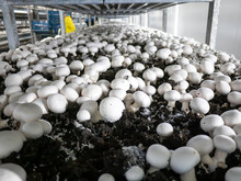 Modern Industrial Cultivation Of White Mushrooms In Large Volumes