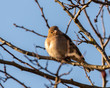 © Ian - Female Chaffinch Perched ina Tree