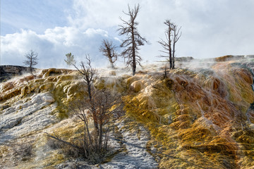 Mammoth Hot Springs