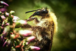 © Cavan Images - Fluffy bee on the flower