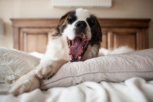 Large Dog Yawning While Laying On Pillow At Home In Bed