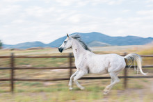 Motion Blur Horse Running Against Fence With Mountaints