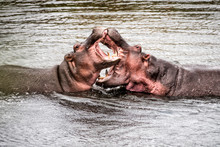 Two Hippos Fighting