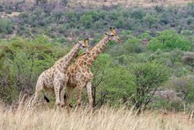 Pair Of Giraffes Standing In Nature Surrounded With Trees