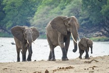 African Elephants Walking Near The River With A Forest