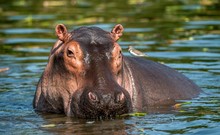 Common Hippopotamus In The Water. The Common Hippopotamus (Hippopotamus Amphibius), Or Hippo. Africa