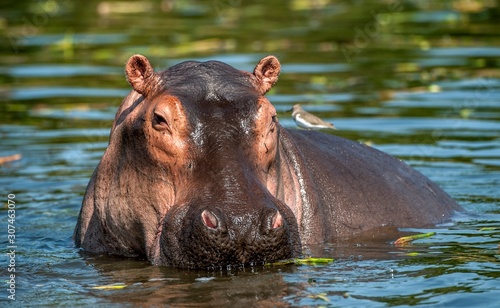Fotografía Common hippopotamus in the water