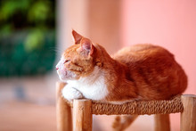 Closeup Shot Of A Cute Ginger Cat Sitting On A Chair With Blurred Background