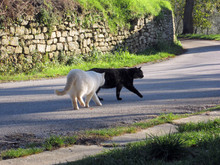 Due Gatti Si Inseguono Su Strada, Bianco E A Strisce