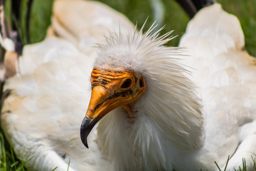 vulture resting in his innkeeper