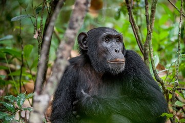 Canvas Print - Close up portrait of chimpanzee ( Pan troglodytes ) resting in the jungle.