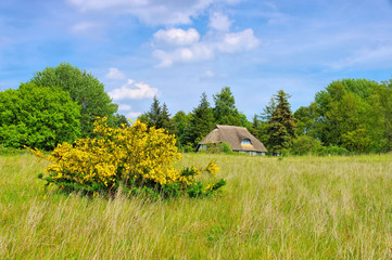 Canvas Print - Ummanz Freesenort im frühling - Freesenort on island Ummanz in spring