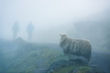 Sheep In Fog