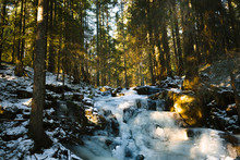 Frozen Stream In Forest