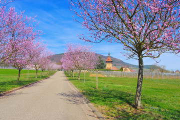 Canvas Print - Geilweilerhof während der Mandelbluete in der Pfalz im Frühling - Geilweilerhof  during almond blossom in Rhineland Palatinate in spring, Germany