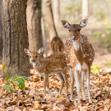 Fawn Deer Autumn Forest Free Stock Photo - Public Domain Pictures