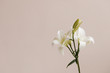 © Nicole Mason/Stocksy - white lilies in front of pink wall