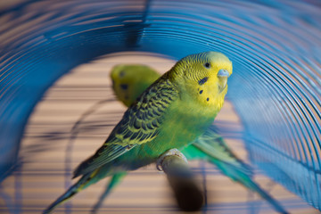 Parakeets . Green wavy parrot sits in a cage . Rosy Faced Lovebird parrot in a cage . birds inseparable . Budgerigar on the cage. Budgie parakeet in birdcage. Parrot