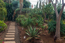 Tropical Botanical Garden In Funchal City