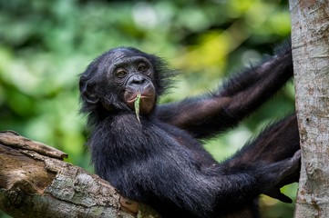 the close-up portrait of juvenile bonobo ( pan paniscus) on the tree in natural habitat. green natur