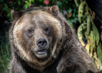 Close up images of a Grizzly Bear face and expression.