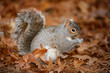 © Paul Tessier/Stocksy - Grey Squirrel