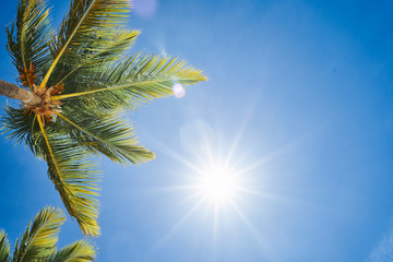 palm trees against blue sky