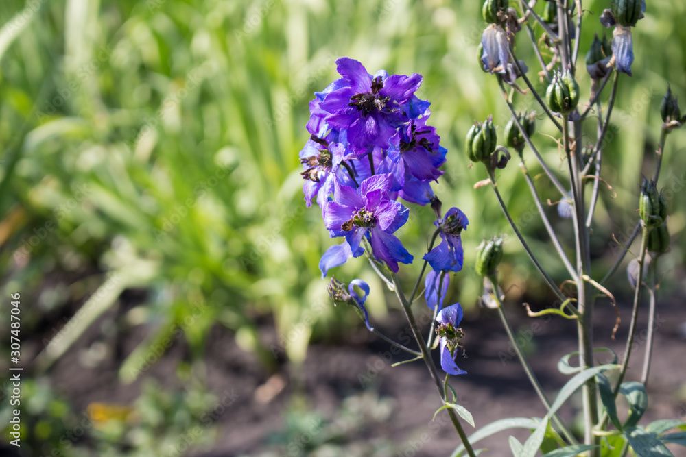 Lilac, purple Delphinium flower close-up. The flower grows in the ...
