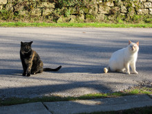 Due Gatti, Bianco E A Strisce Su Una Strada In Campagna
