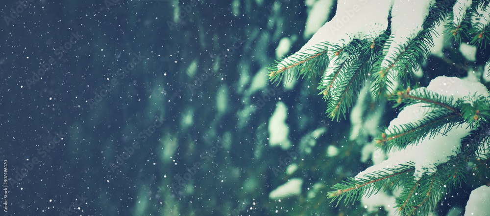 Winter Holiday Evergreen Tree Pine Branches Covered With Snow and Falling Snowflakes, Christmas Background, Horizontal - obrazy, fototapety, plakaty 