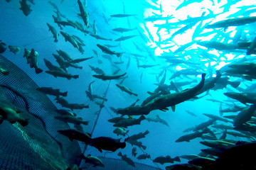 flock of fish inside the fish farm, breeding commercial fish in