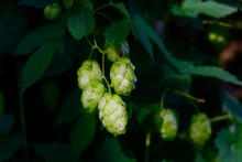Germany, Bayern, Flowers Of Common Hop Growing In Spring