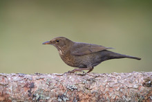 Close-up Of Blackbird Perching On Tree Trunk