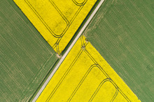 Germany, Bavaria, Aerial View Of Dirt Road Between Rapeseed And Wheat Fields In Spring