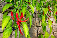 Close-up Of Chili Pepper Growing On Plants