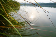 Germany, Bavaria, Upper Bavaria, Nature Reserve Isarauen, Ickinger Reservoir, Blue Tailed Damselfly (Ischnura Elegans) On Grass On Lakeshore