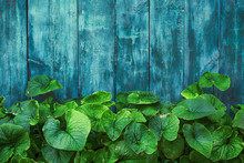 Green Withering Leaves Over An Old Shabby Wooden Fence. Rustic Background. Copy Space